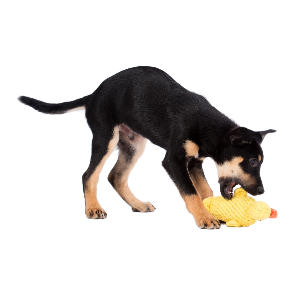 Anatra - Giocattolo di Corda per Cani | Strillone Society