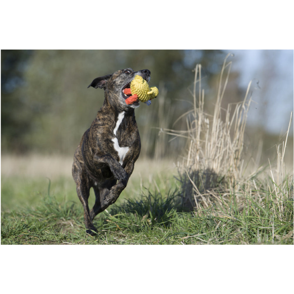 Anatra - Giocattolo di Corda per Cani | Strillone Society