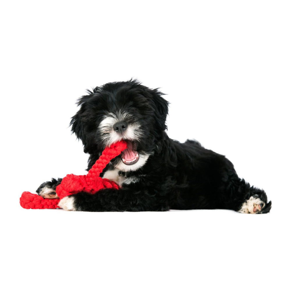 Aragosta - Giocattolo di Corda per Cani | Strillone Society