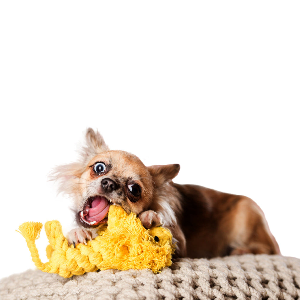 Leone - Giocattolo di Corda per Cani | Strillone Society